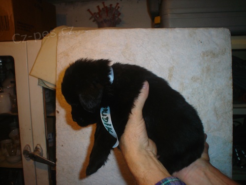 Novofundlandsk� pes �t��ata 