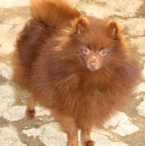 n�meck� �pic mal� hn�d� 