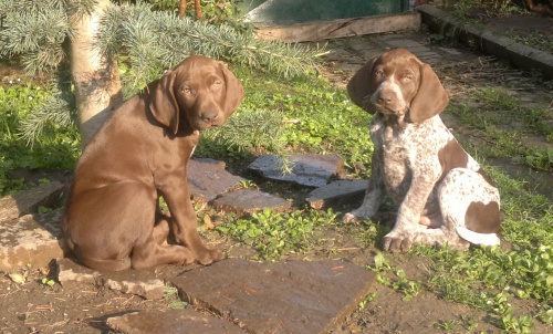 N�meck� oha� kr�tkosrst� �t��ata