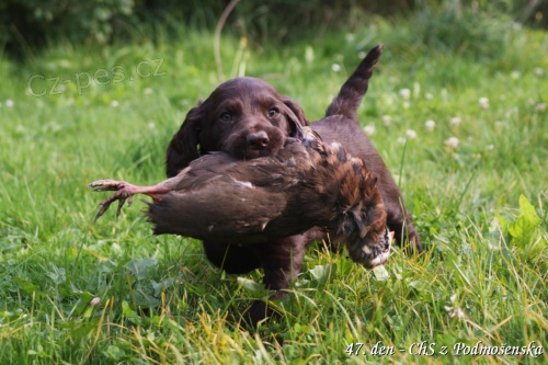 N�meck� k�epel�k - �t��ata s PP