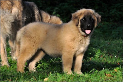 Kavkazsk� pasteveck� pes s PP