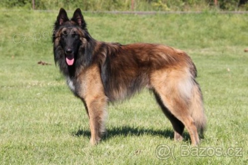 Belgick� ov��k Tervueren-gris