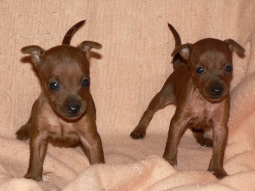 Trpasli�� pin� - �t���tka