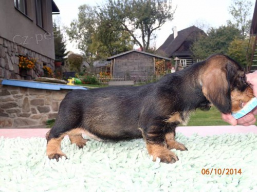 Prod�m �t��ata jezev��ka drsnosrst�ho