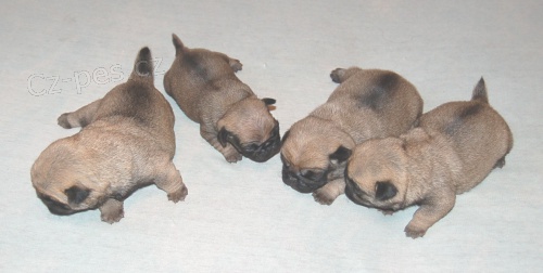 Mops��ci - ��asn� �t���tka