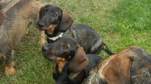 Prod�m �t��ata hrubosrst�ho jezev��ka