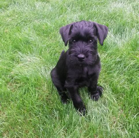 Prod�m �t�n� - kn�ra� st�edn� �ern� s PP