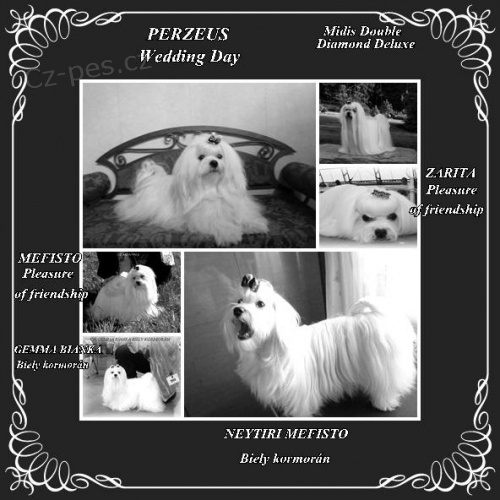 Malt�zsk� ps�k s PP