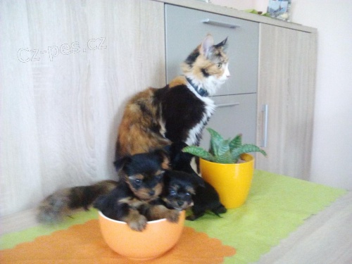 Jork��rsk� teri�r