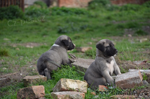 Kangal (registrovan� anatolsk� pasteveck� pes)
