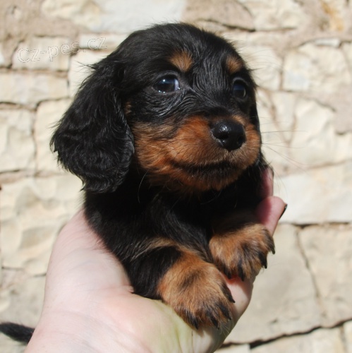 Jezev��k - �ern� pejsek