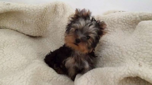 Jork��r teri�r-�t���tka s PP