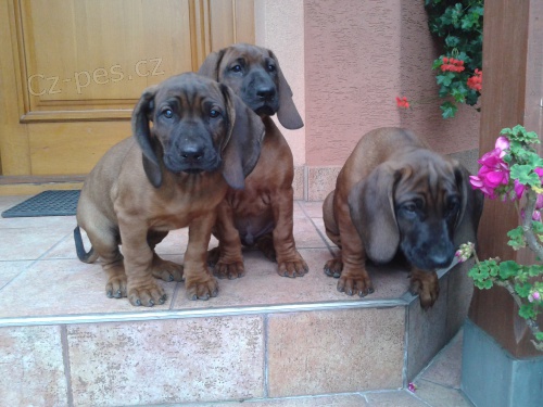 Bavorsk� Barv��