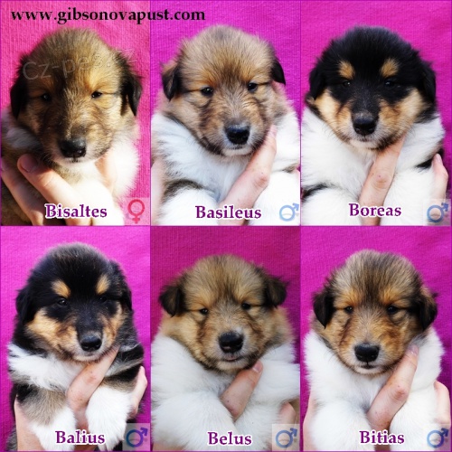 Dlouhosrst� kolie - �te�ata s PP