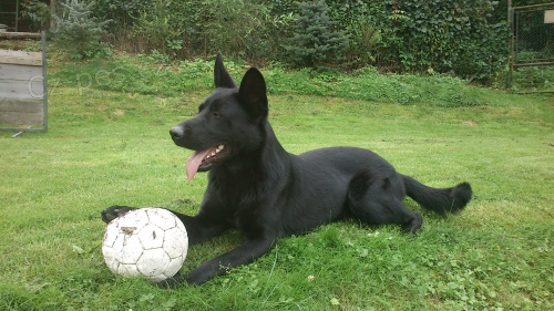 Nab�z�m psa ke kryty NO 