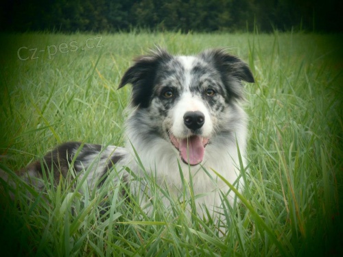 Hled�me kryc�ho pejska