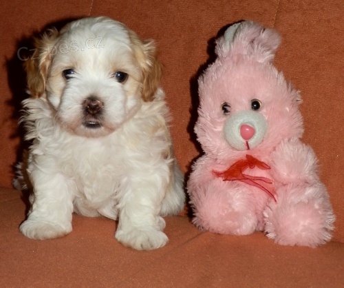 Havansk� ps�k - kr�sn� �t���tka