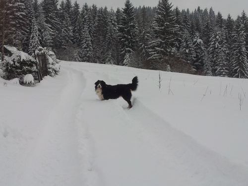 Nabiz�m pejska ke kryt�