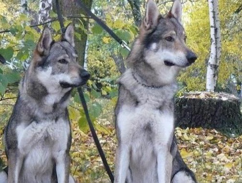 �t���tka �S vl��ka s PP