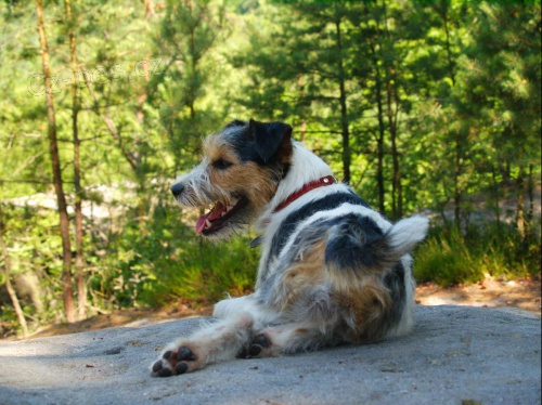 �kola pro hodn� a spokojen� pejsky