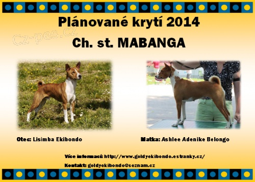 Zad�m �t�n� basenji