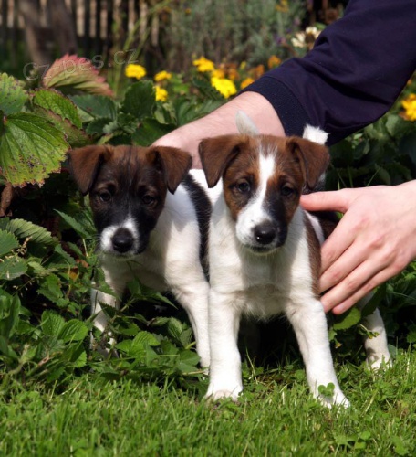 Foxteri�r hladkosrst� - �t��ata