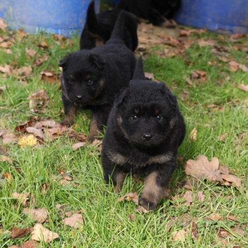 Chodsk� pes �t��ata