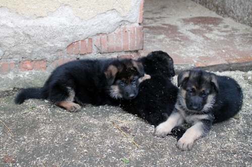 N�meck� ov��k - �t��ata s PP