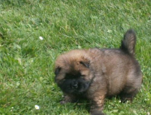 Roztomil� �t���tka �au �au s PP