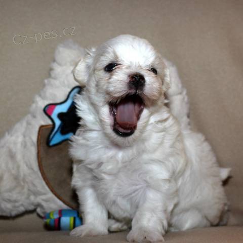 Luxusn� malt�zsk� ps�k (malt�z��ek) s PP