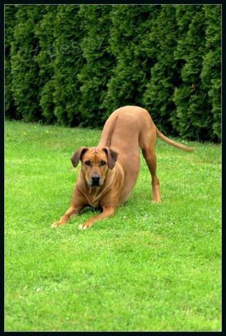Rhod�sk� ridgeback