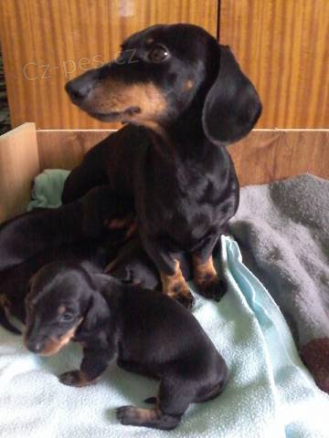 Jezev��k kr�tkosrst� trpasli�� �ern� s p�len�m