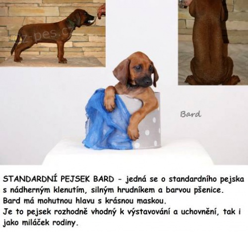 Rhod�sk� ridgeback - �t��ata s PP ihned k odb�ru