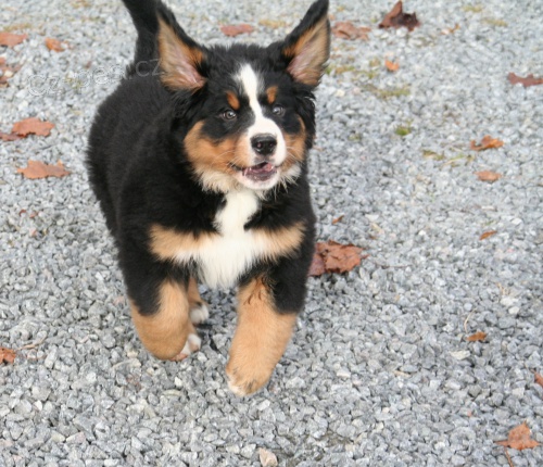 Bernsk� sala�nick� pes, �t��ata