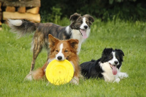 Unik�tn� zbarven� �t��ata BC