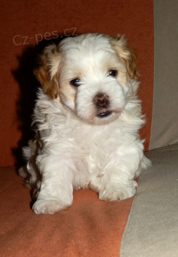 Havansk� ps�k - kr�sn� �t���tka