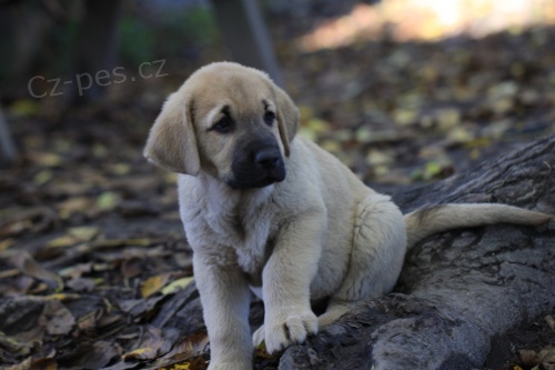 �pan�lsk� mastin  s PP - pr�v� k odb�ru