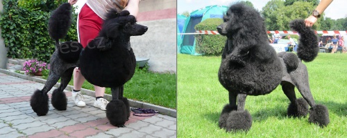 Kr�lovsk�/velk� pudl �ern� �t��ata s PP na prodej