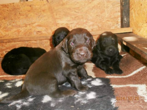Flat coated retriever s PP