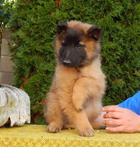 Belgick� ov��k Groenendael a Tervueren