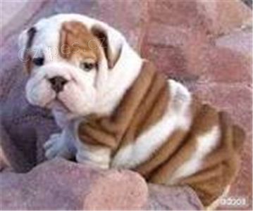 P�kn� Anglick� buldok �t��ata