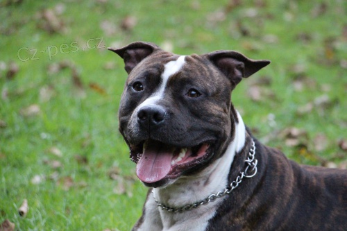 Nab�z�m psa - AST ke kryt�