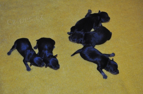 Pra�sk� krysa��k s PP