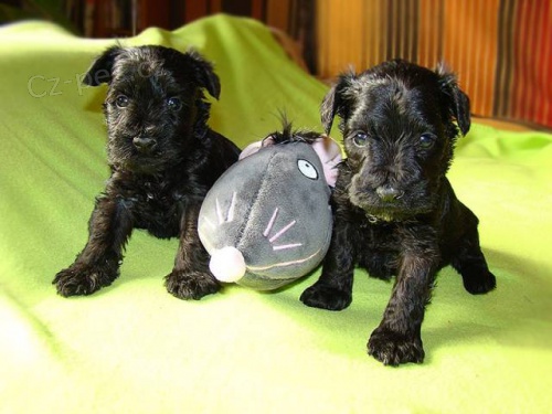 Kn�ra� mal� �ern�