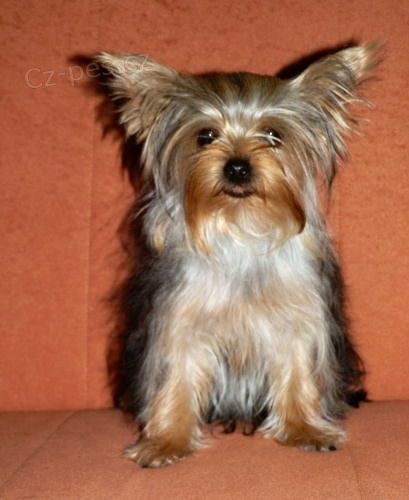 Jork��rsk� terier - fene�ka
