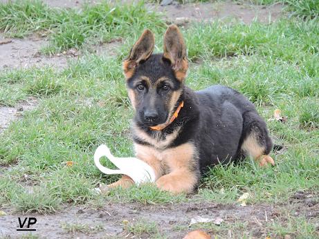 Voln� fenky NO s PP Gwendi a Riana