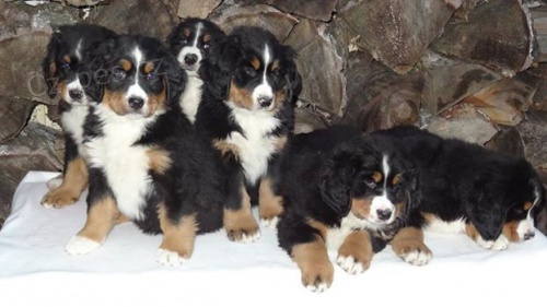 Bernsk� sala�nick� pes