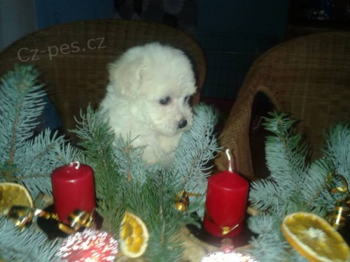 Bi�onek fris� s PP