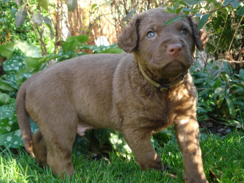 �t��ata Chesapeake bay retriever