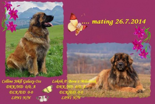 Leonberger �teniatka s PP